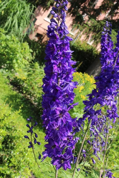 Alpine Delphinium Flowers Candle Larkspur Innsbruck Austria Its Scientific Name — Stock Photo, Image