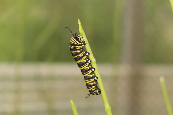 Gele Zwart Wit Gestreepte Monarch Butterfly Rupsen Innsbruck Oostenrijk Wetenschappelijke — Stockfoto