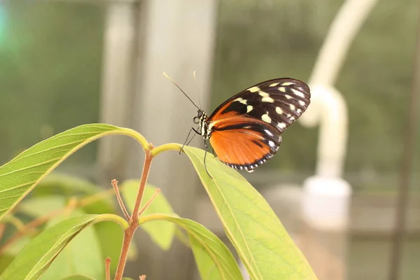 Tiger Longwing Butterfly Hecale Longwing Golden Longwing Golden Heliconian Innsbruck — стоковое фото