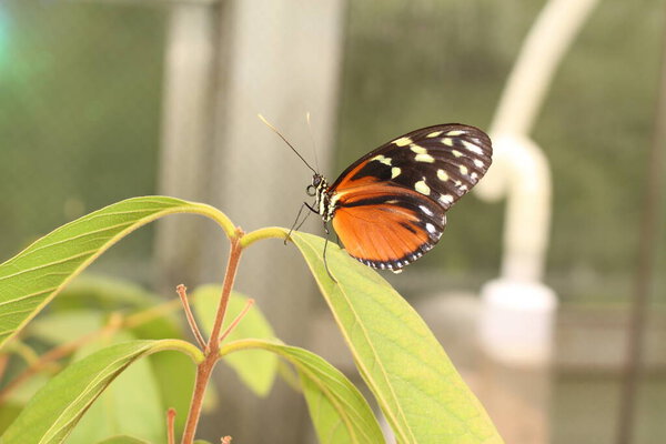 "Tiger Longwing" butterfly (or Hecale Longwing, Golden Longwing, Golden Heliconian) in Innsbruck, Austria. Its scientific name is Heliconius Hecale, native to Mexico, Peru and Costa Rica.
