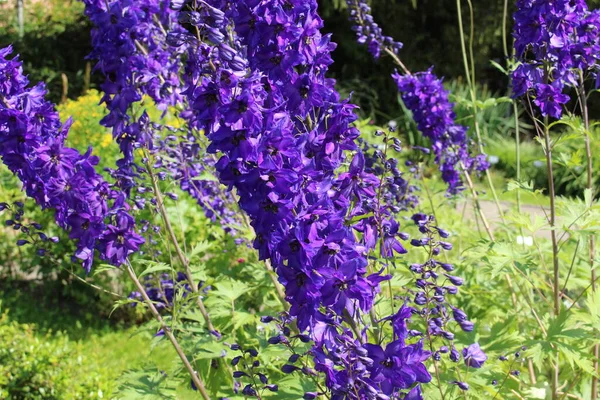 Fiori Alpini Delphinium Candela Larkspur Innsbruck Austria Suo Nome Scientifico — Foto Stock