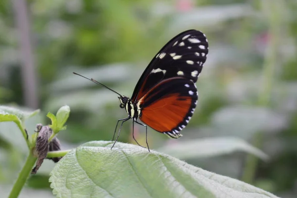 Tiger Longwing Mariposa Hecale Longwing Golden Longwing Golden Heliconian Innsbruck — Foto de Stock