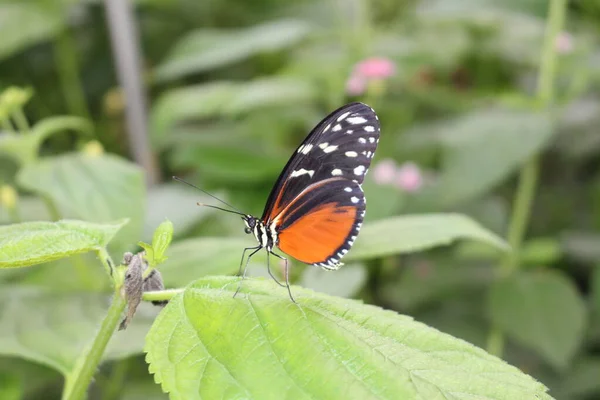 Tiger Longwing Borboleta Hecale Longwing Golden Longwing Golden Heliconian Innsbruck — Fotografia de Stock