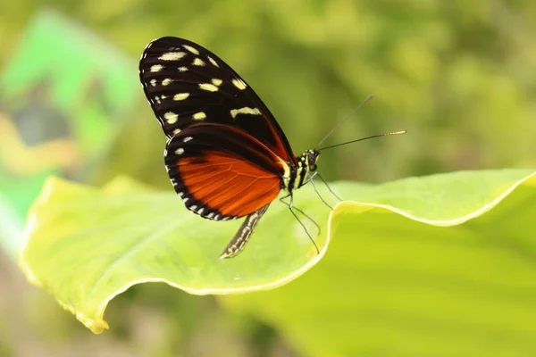 Motýl Tygra Longwinga Nebo Hecale Longwing Golden Longwing Golden Heliconian — Stock fotografie