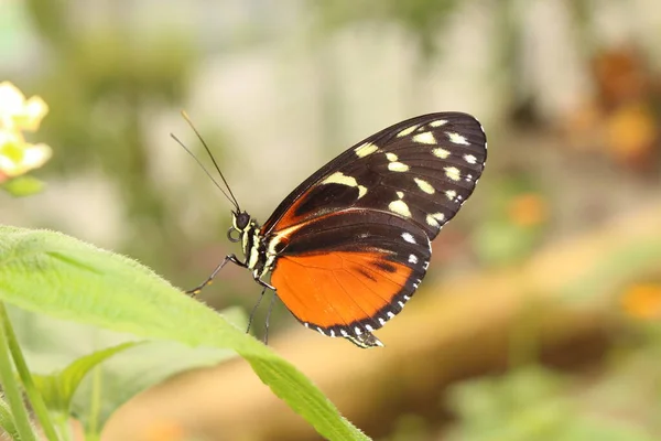 Tiger Longwing Borboleta Hecale Longwing Golden Longwing Golden Heliconian Innsbruck — Fotografia de Stock