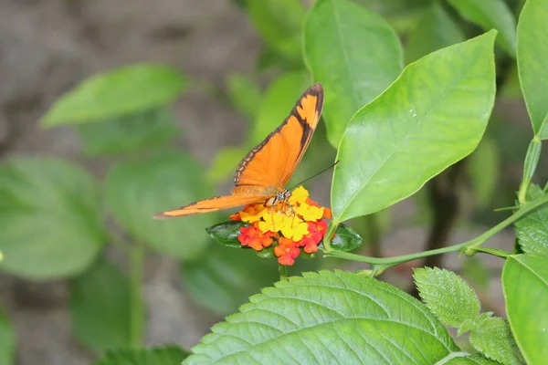 Brun Randig Orange Julia Butterfly Eller Julia Heliconian Flame Flambeau — Stockfoto