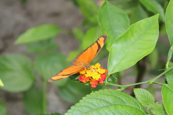 Laranja Listrada Marrom Julia Butterfly Julia Heliconian Flame Flambeau Innsbruck — Fotografia de Stock