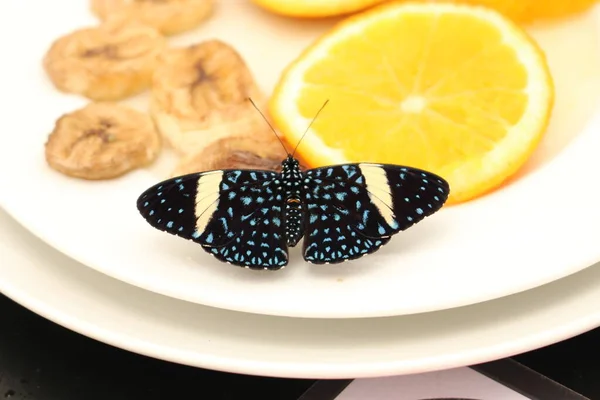 Papillon Starry Night Cracker Noir Tacheté Bleu Starry Cracker Innsbruck — Photo