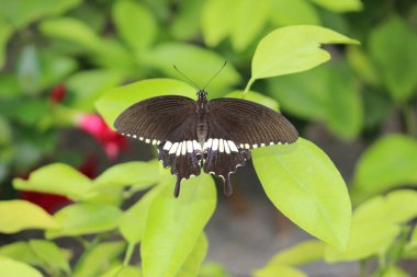 Avusturya 'nın Innsbruck şehrinde beyaz çizgili siyah kelebek. Bilimsel adı Papilio Polytes, Asya 'ya özgüdür..