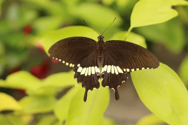 Borboleta Preta Listrada Branca Mórmon Comum Innsbruck Áustria Seu Nome — Fotografia de Stock