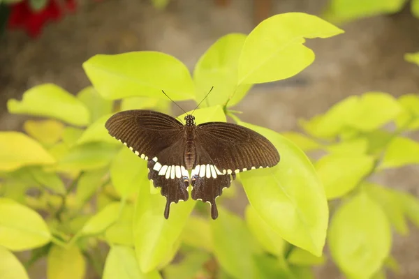 Borboleta Preta Listrada Branca Mórmon Comum Innsbruck Áustria Seu Nome — Fotografia de Stock