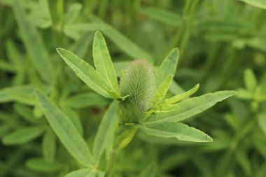 Avusturya 'nın Innsbruck kentinde Kırmızı Tüy çiçekleri (veya Süslü Yonca, Kırmızı Trefoil). Bilimsel adı Trifolium Rubens, Avrupa 'ya özgü..