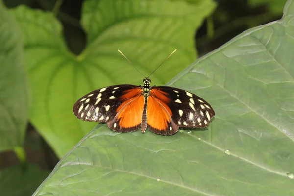 Motýl Tygra Longwinga Nebo Hecale Longwing Golden Longwing Golden Heliconian — Stock fotografie