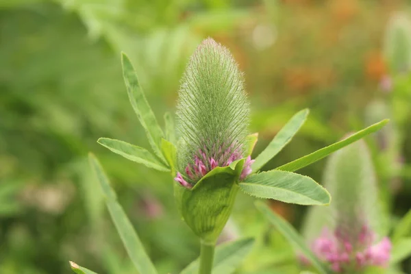 Red Feather Flowers Ornamental Clover Red Trefoil Innsbruck Austria Its — Stock Photo, Image