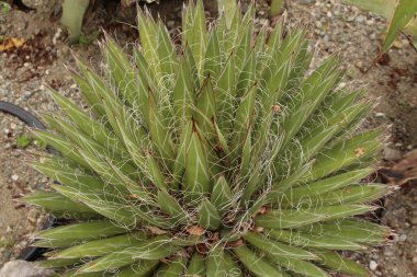 İnnsbruck, Avusturya 'daki iplik fabrikası. Bilimsel adı Agave Filifera, Queretaro 'dan Meksika' ya kadar Orta Meksika 'da yaşamaktadır..
