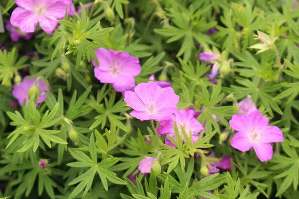 Bloody Cranes Bill Kwiaty Lub Bloody Geranium Innsbrucku Austria Jego — Zdjęcie stockowe