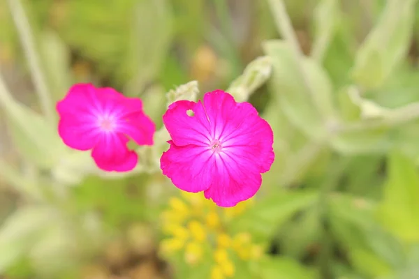 Rose Campion Virágai Vagy Bridget Her Bravery Innsbruckban Ausztriában Tudományos — Stock Fotó