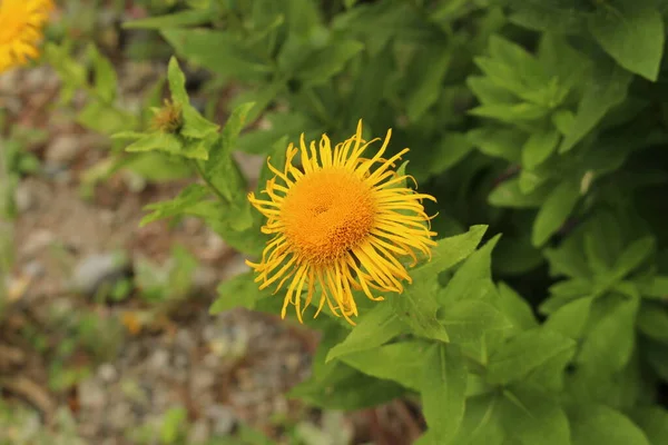 Inula Orientalis花はオーストリアのインスブルックにあります トルコやコーカサスに自生します — ストック写真