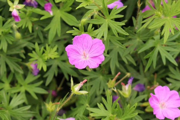 Bloody Cranes Bill Květiny Nebo Bloody Geranium Innsbrucku Rakousko Jeho — Stock fotografie