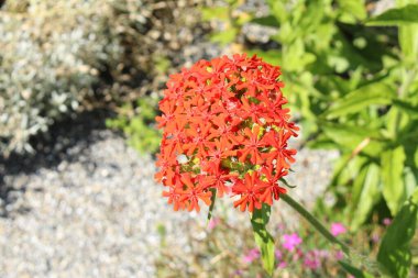 Innsbruck, Avusturya 'da Yanan Aşk Çiçeği (ya da Dusky Somon, Bristol Çiçeği, Kudüs Haçı, Malta Haçı, Nonesuch, Fireball, Red Robin). Lychnis Chalcedonica (veya Silene Chalcedonica).