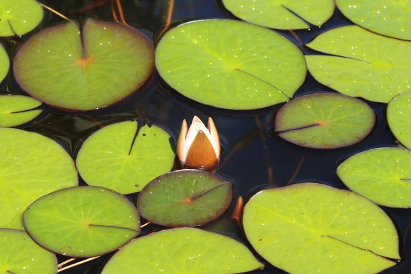 Trpasličí Bílá Lilie Innsbrucku Rakousko Její Vědecké Jméno Nymphaea Candida — Stock fotografie