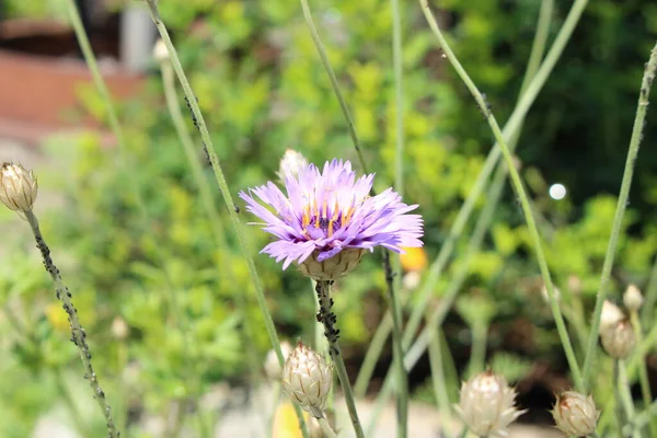 Cupids Dart Flower Lub Blue Cupidone Cerverina Innsbrucku Austria Nazwa — Zdjęcie stockowe