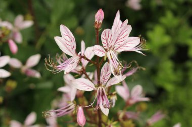 Innsbruck, Avusturya 'da Yanan Bush çiçekleri (ya da False Dittany, White Dittany, White Dittany, Benzin Bitkisi ve Fraxinella). Bilimsel adı Dictamnus Var. Albus, Avrupa ve Asya 'ya özgü..