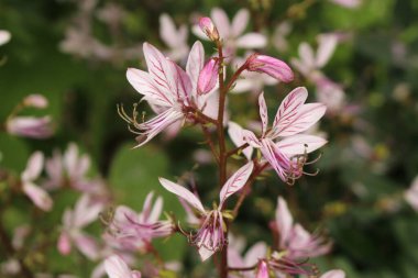 Innsbruck, Avusturya 'da Yanan Bush çiçekleri (ya da False Dittany, White Dittany, White Dittany, Benzin Bitkisi ve Fraxinella). Bilimsel adı Dictamnus Var. Albus, Avrupa ve Asya 'ya özgü..