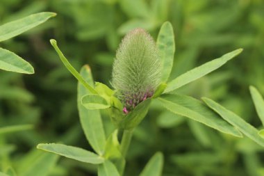 Avusturya 'nın Innsbruck kentinde Kırmızı Tüy çiçekleri (veya Süslü Yonca, Kırmızı Trefoil). Bilimsel adı Trifolium Rubens, Avrupa 'ya özgü..