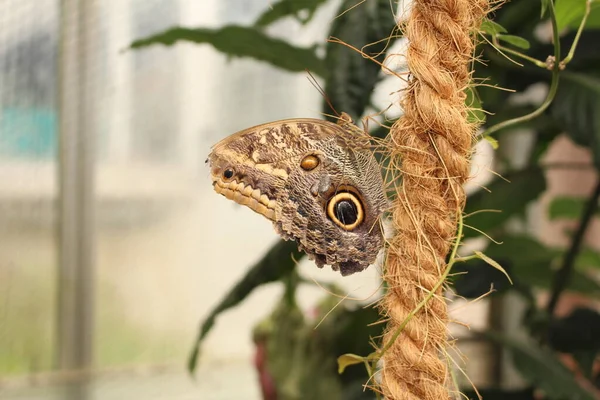 Mariposa Del Búho Gigante Del Bosque Mariposa Del Búho Innsbruck — Foto de Stock