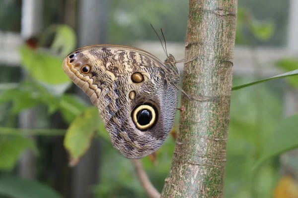 Forest Giant Owl Fjäril Eller Uggla Fjäril Innsbruck Österrike Dess — Stockfoto