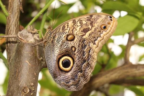 Forest Giant Owl Butterfly Owl Butterfly Innsbruck Austria Its Scientific — Stock Photo, Image
