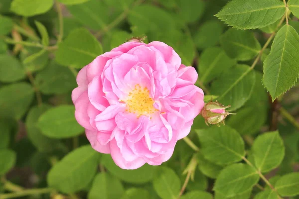 Цветок Дамаск Роуз Роза Кастилии Инсбруке Австрия Латинское Название Роза — стоковое фото
