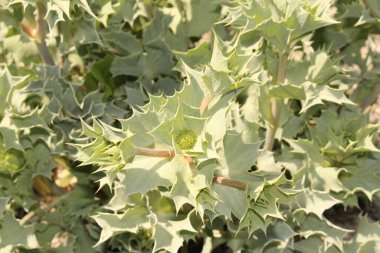  Avusturya 'nın Innsbruck kentindeki Sea Holly tesisi (ya da Seaside Eryngo). Bilimsel adı Eryngium Maritimum 'dur ve çoğu Avrupa kıyı şeridine özgüdür. Tüylü devedikeni andırıyor..