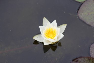 Avusturya, Innsbruck 'ta Cüce Beyaz Su Nilüferleri. Bilimsel adı Nymphaea Candida, Avrupa ve Batı Asya 'ya özgüdür.. 