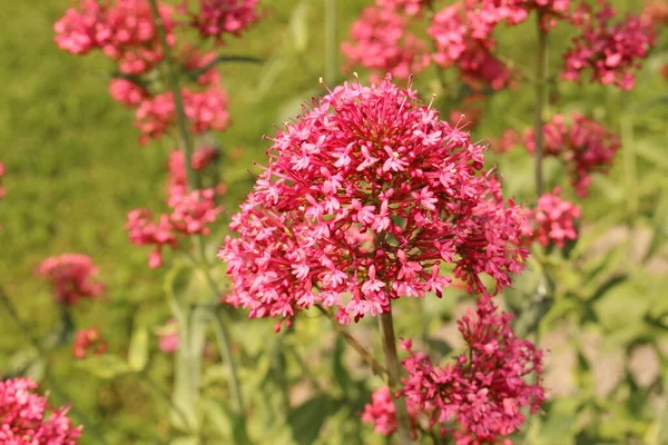 Rode Valeriaan Bloemen Spur Valerian Kiss Quick Foxs Brush Jupiters — Stockfoto