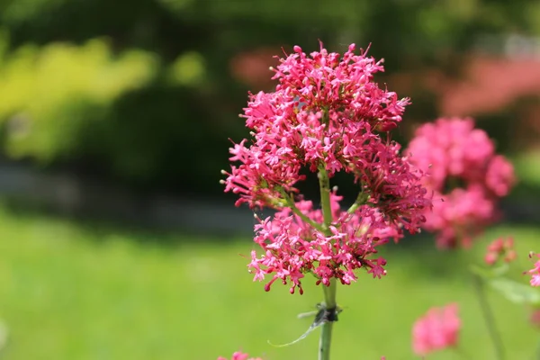 オーストリアのインスブルックにある赤いバレリアンの花 またはSpur Valerian Kiss Quick Foxs Brush Jupiters Beard 学名はCentranthus — ストック写真