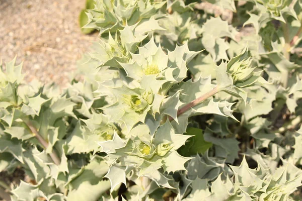 오스트리아 인스부르크 사이드에 Seaside Eryngo 식물이다 학명은 에리엔지움 마리티움 Eryngium — 스톡 사진