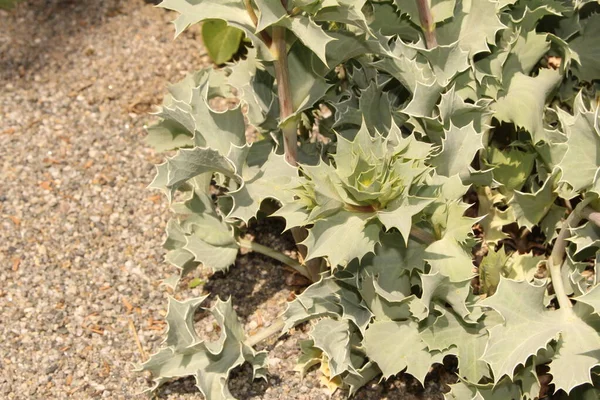 오스트리아 인스부르크 사이드에 Seaside Eryngo 식물이다 학명은 에리엔지움 마리티움 Eryngium — 스톡 사진