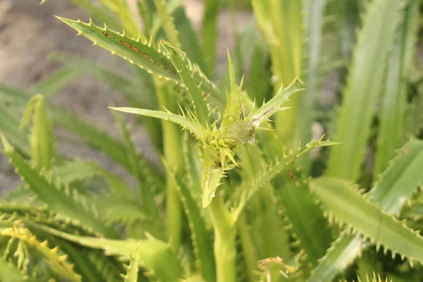位于奥地利因斯布鲁克的巨型海莉植物 其科学名称是Eryngium Pandanifolium 原产于阿根廷和巴西 — 图库照片