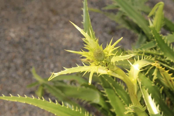 位于奥地利因斯布鲁克的巨型海莉植物 其科学名称是Eryngium Pandanifolium 原产于阿根廷和巴西 — 图库照片