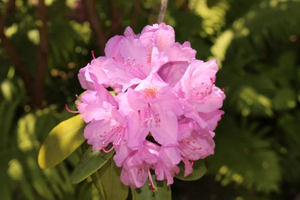 Рододендрон Сульей Цветы Инсбруке Австрия — стоковое фото