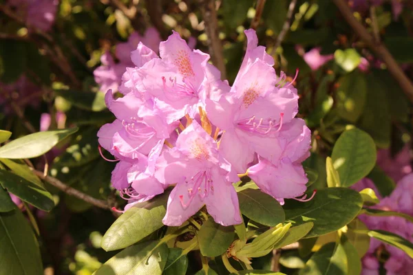 Rhododendron Souliei Flores Innsbruck Austria — Foto de Stock