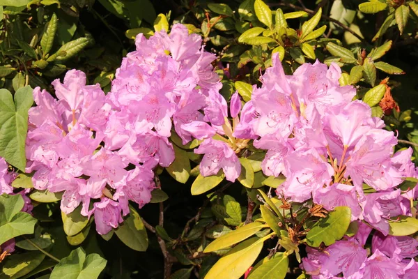 Rhododendron Souliei Квіти Інсбруці Австрія — стокове фото