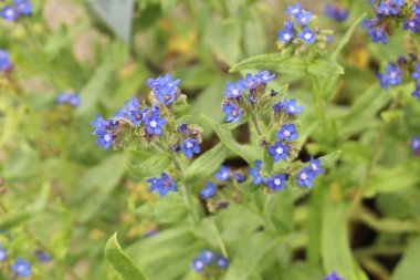 Avusturya 'nın Innsbruck kentinde bulunan Loddon Royalist çiçekleri (veya Bahçe Anchusa, İtalyan Bugloss, Bugloss). Bilimsel adı Anchusa Azurea, Avrupa ve Kuzey Afrika 'ya özgüdür..