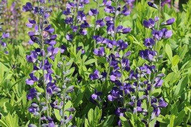 Innsbruck, Avusturya 'da mavi çivit çiçekleri (veya Blue False Indigo). Bilimsel adı Baptisia Australis, Kuzey Amerika 'ya özgü..