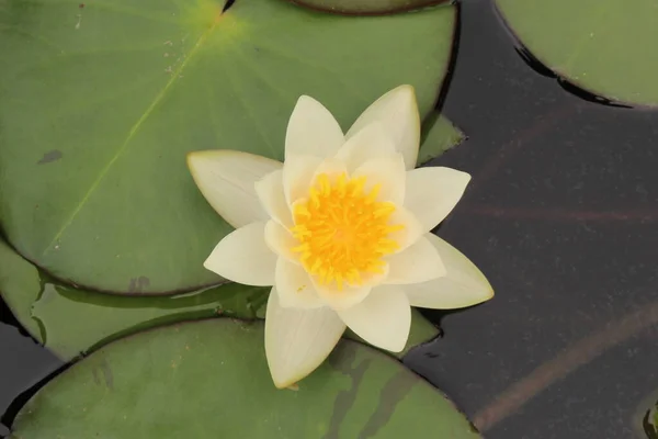 Dwarf White Waterlily Innsbruck Austria Its Scientific Name Nymphaea Candida — Stock Photo, Image