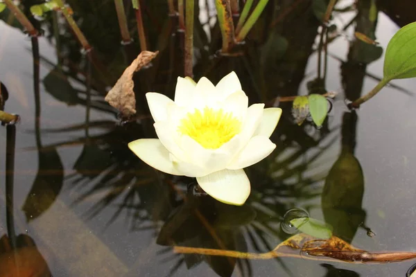 Dwarf White Waterlily Innsbruck Austria Its Scientific Name Nymphaea Candida — Stock Photo, Image