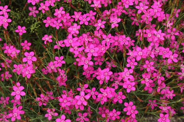 Albanian Pinks Flowers Innsbruck Austria Its Scientific Name Dianthus Myrtinervius — Stock Photo, Image