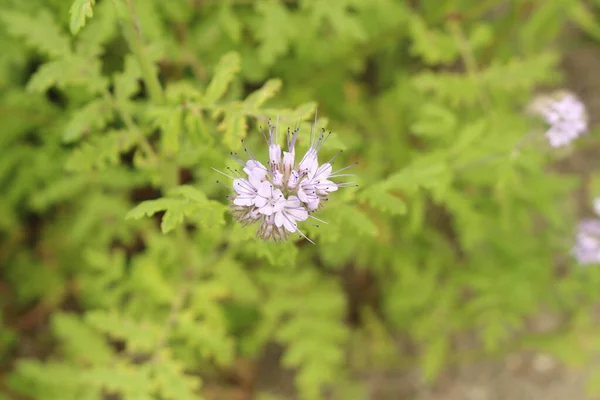 Fiori Lacy Phacelia Blue Tansy Purple Tansy Innsbruck Austria Suo — Foto Stock